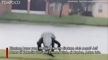 Penampakan Buaya Raksasa di Lapangan Golf, Netizen Sebut Mirip Godzilla