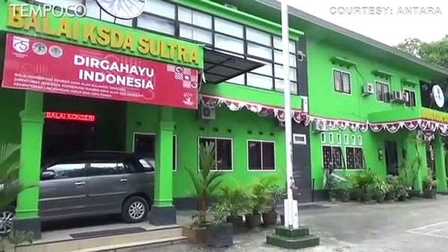 Buaya Ditangkap Warga Konawe Selatan, Dievakuasi BKSDA