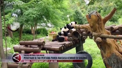 Panda Kembar Rayakan Ultah Pertamanya