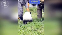AWW SO CUTE!!! BABY PANDAS Playing With Zookeeper _ Funny baby pandas _ Baby panda falling