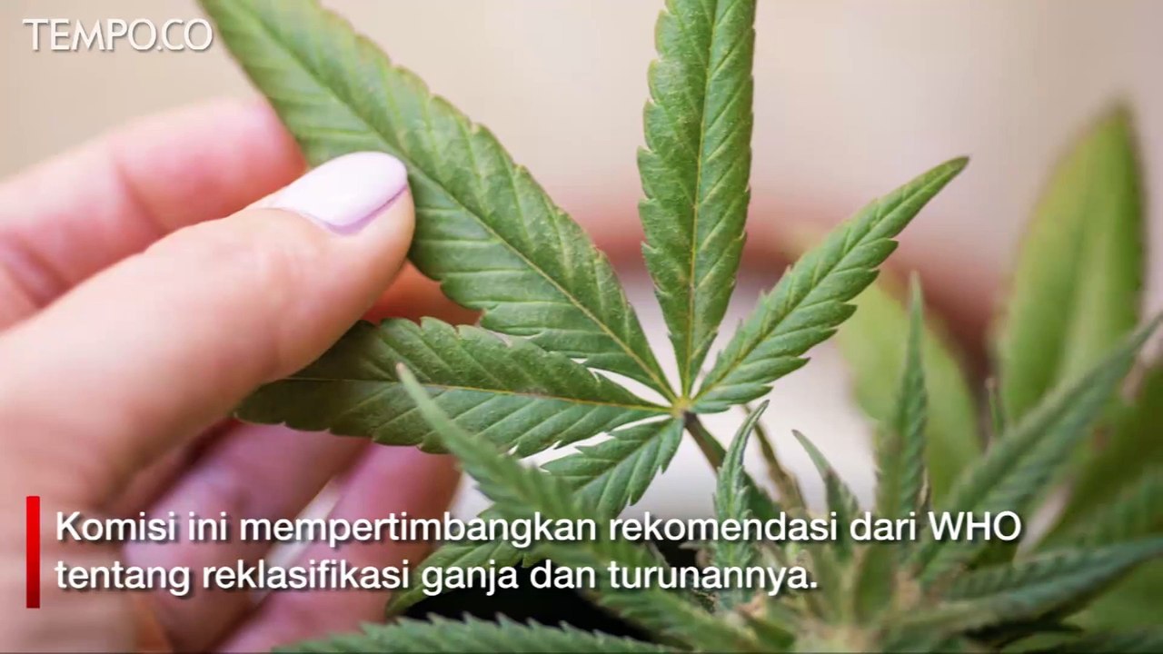 PBB Resmi Hapus Ganja dari Daftar Narkotika Paling Berbahaya