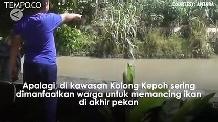 Ini Penampakan Buaya Muara yang Bikin Resah Warga Pangkalpinang