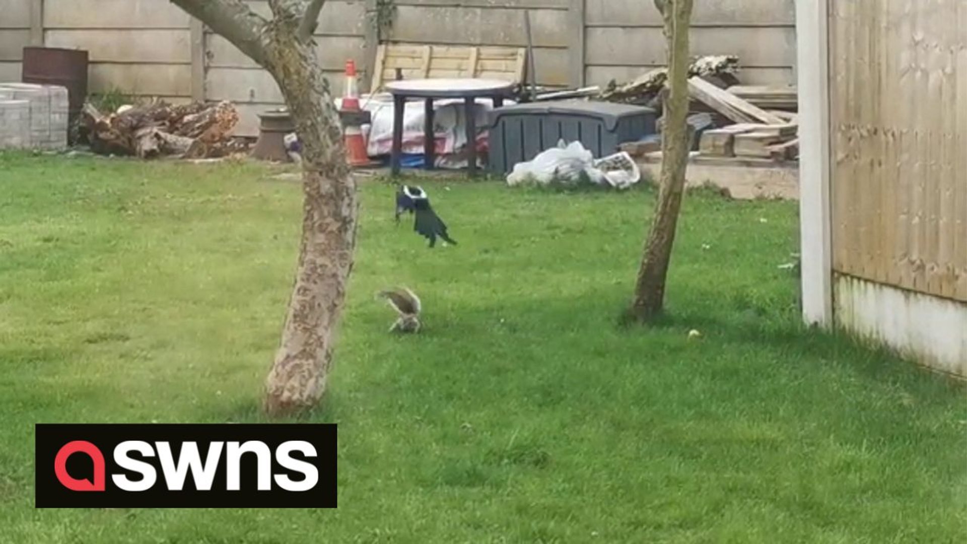 ⁣City is invaded by 'vicious' MAGPIES which have been attacking local wildlife and pets