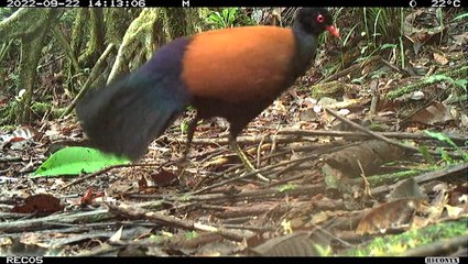 Black-naped pheasant pigeon rediscovered after last being sighted in 1882