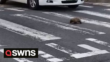 ﻿﻿﻿An echidna was filmed casually using a zebra crossing - while traffic waited patiently.