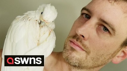 Cockatoo loves to bop along to the likes of Kate Bush, Vengaboys and even METALLICA