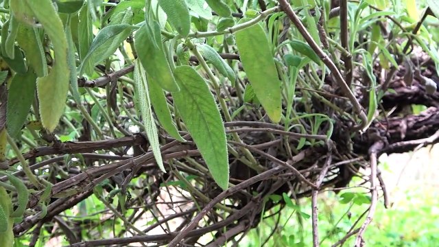Scienza & Salute: 'Salvia: quando la salute è già nel nome'