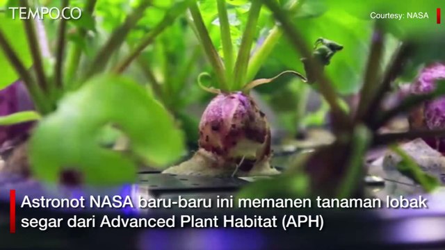Pertama Kali, Astronot Menanam Lobak di Stasiun Luar Angkasa