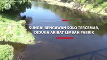 Sungai Bengawan Solo Tercemar, Diduga Akibat Limbah Pabrik