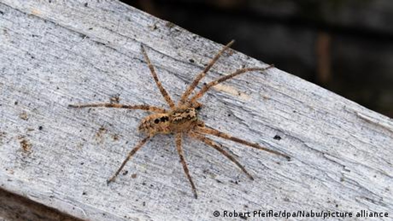 Can spiders sleep?