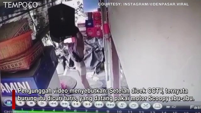 Video Viral, Terekam CCTV, Turis Asing Berambut Pirang di Bali Diduga Mencuri Burung