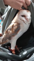 Adorable Owl Hides in Shirt