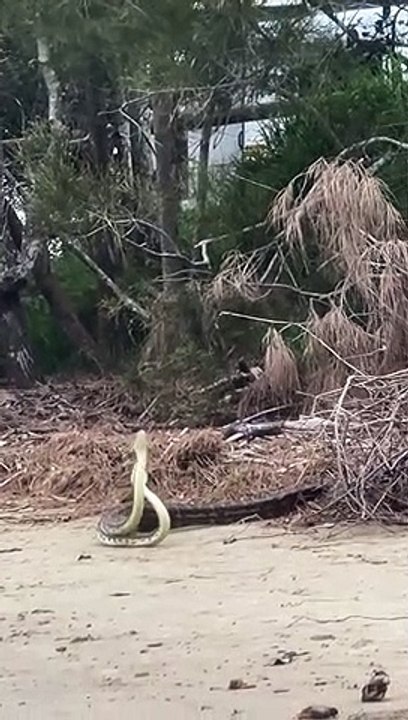 Pythons Dance Together