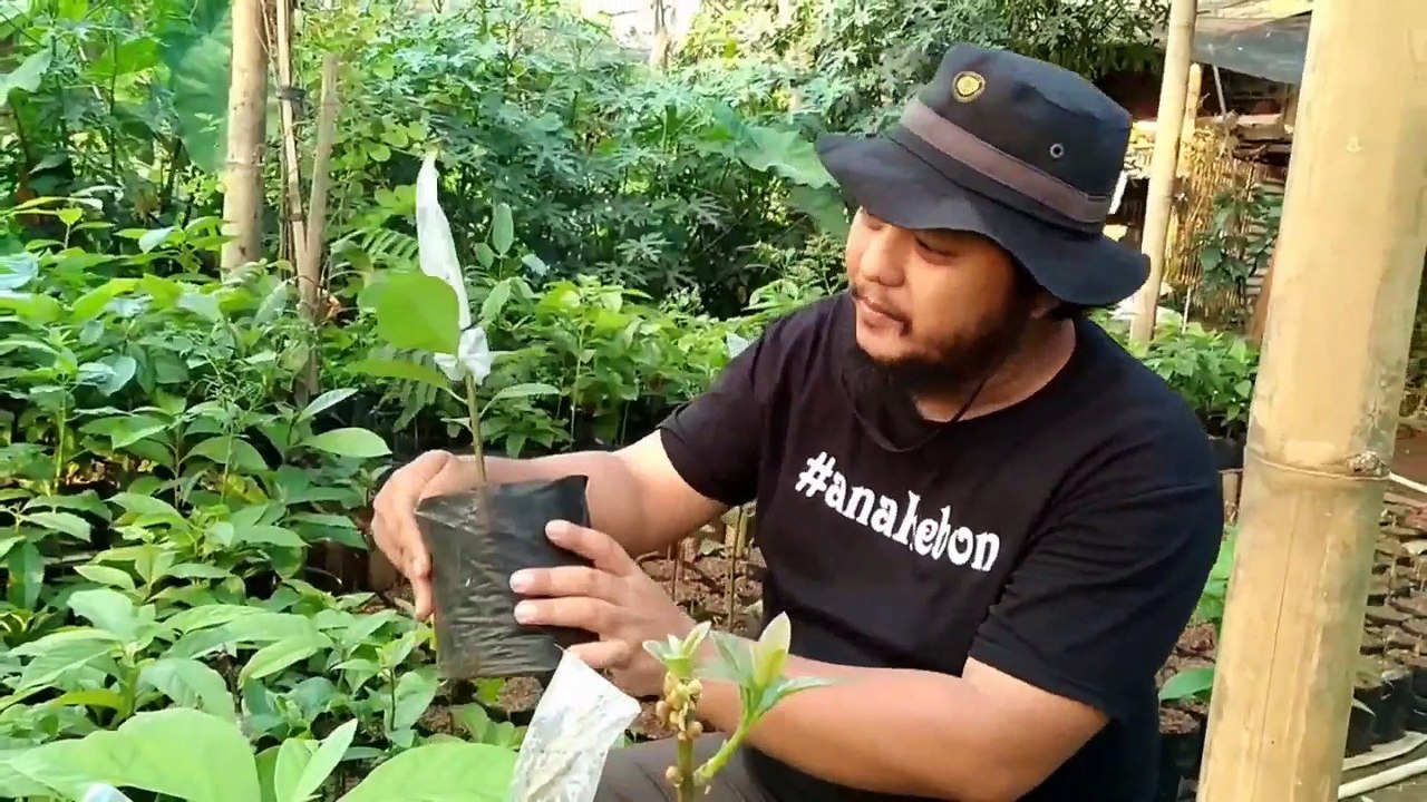 Berkebun Selama Pandemi | ngobrol@tempo