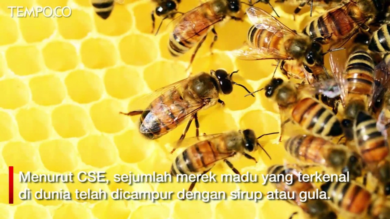 Cara Bedakan Madu Murni dan Campuran, Ternyata Cukup Pakai Air Putih