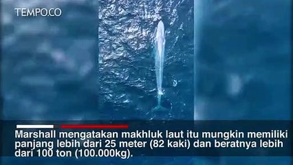 Paus Biru Muncul di Sydney, Penampakan Langka dalam 100 Tahun