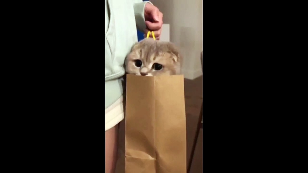 tingkah si kucing bikin gemes