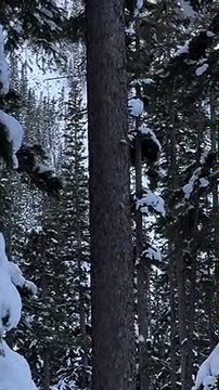 Pine Marten Hunting Douglas Squirrel Around Pine Tree