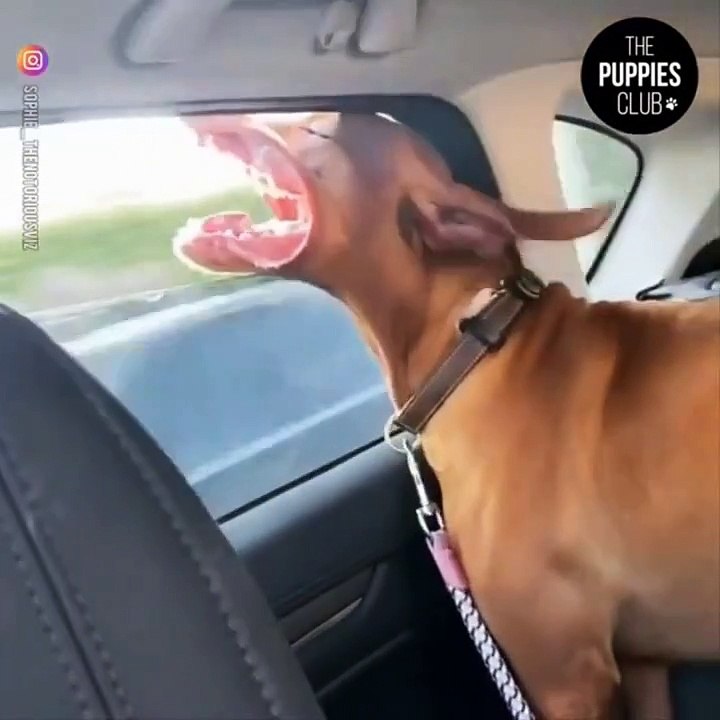 Funniest Animals  - Best Of The 2020 Funny Animal Videos  - Cutest Animals Ever (1)