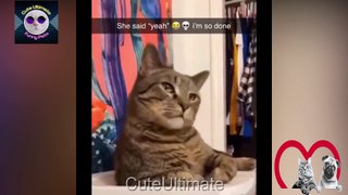 Best Cute Cats 22022  funny pet videos funny animals life PART 17