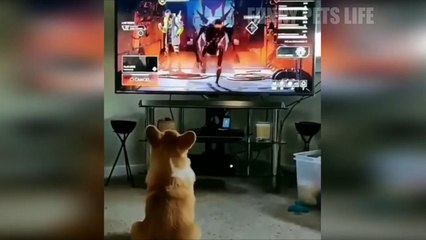 Funny dogs fails compilation  Cute funny dogs