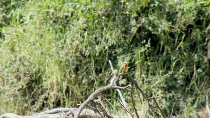 Wild Life - Nature Documentary (EPISODE 5)