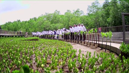 G20 Leaders Visit Indonesian Mangroves In Person