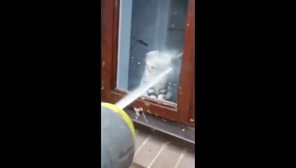 kucing kaget lucu banget