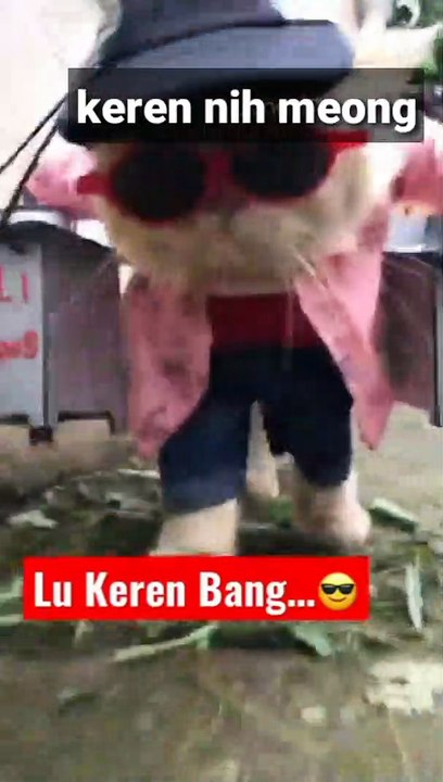 kucing keren banget nih lucu