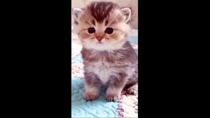 kucing lucu menggemaskan