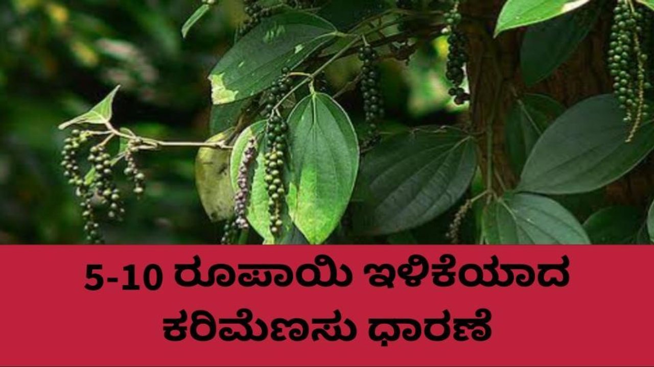 ಕೊಡಗು: ಇಳಿಕೆಯಾಗಿರುವ ಕರಿಮೆಣಸು, ಅಡಕೆ ಧಾರಣೆ ಹೀಗಿದೆ ನೋಡಿ