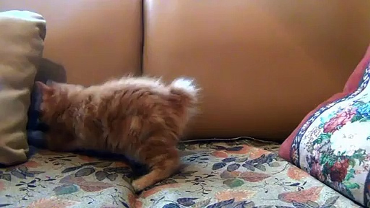 cute cat