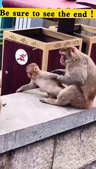 monkey lifestyle living