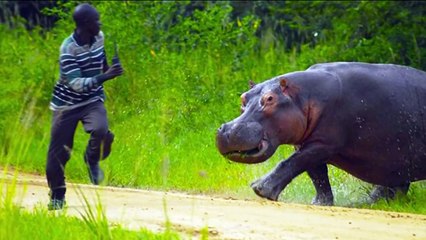 15 Animals That Took Revenge On Humans