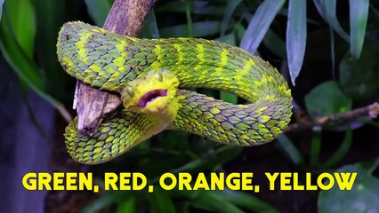 15 Scariest Snakes That Actually Exist