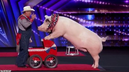 15 Most Intelligent Animals Helping Their Owners