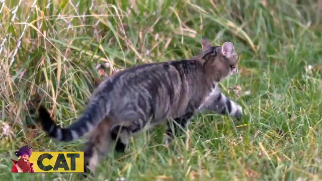 15 Times Crocodiles And Alligators Messed With The Wrong Opponent.