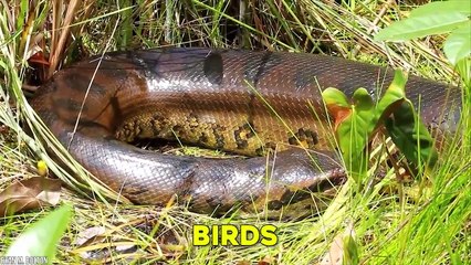 15 Most Fearless Animals In The World