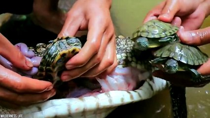 15 Strangest Things Ever Found Inside Animals