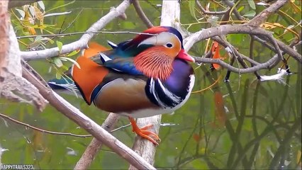 15 Most Unique Birds In The World