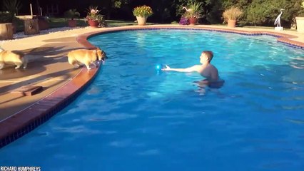 15 Best Trained & Disciplined Dogs In The World!