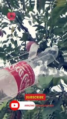 फल तोड़ने का देसी जुगाड़