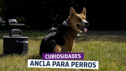[CH] Ancla para perros