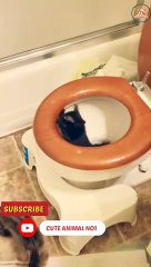 cat shorts | cat video  funny cute cat #shorts #catshorts #shortsvideo #cuteanimalno1 #viralshort