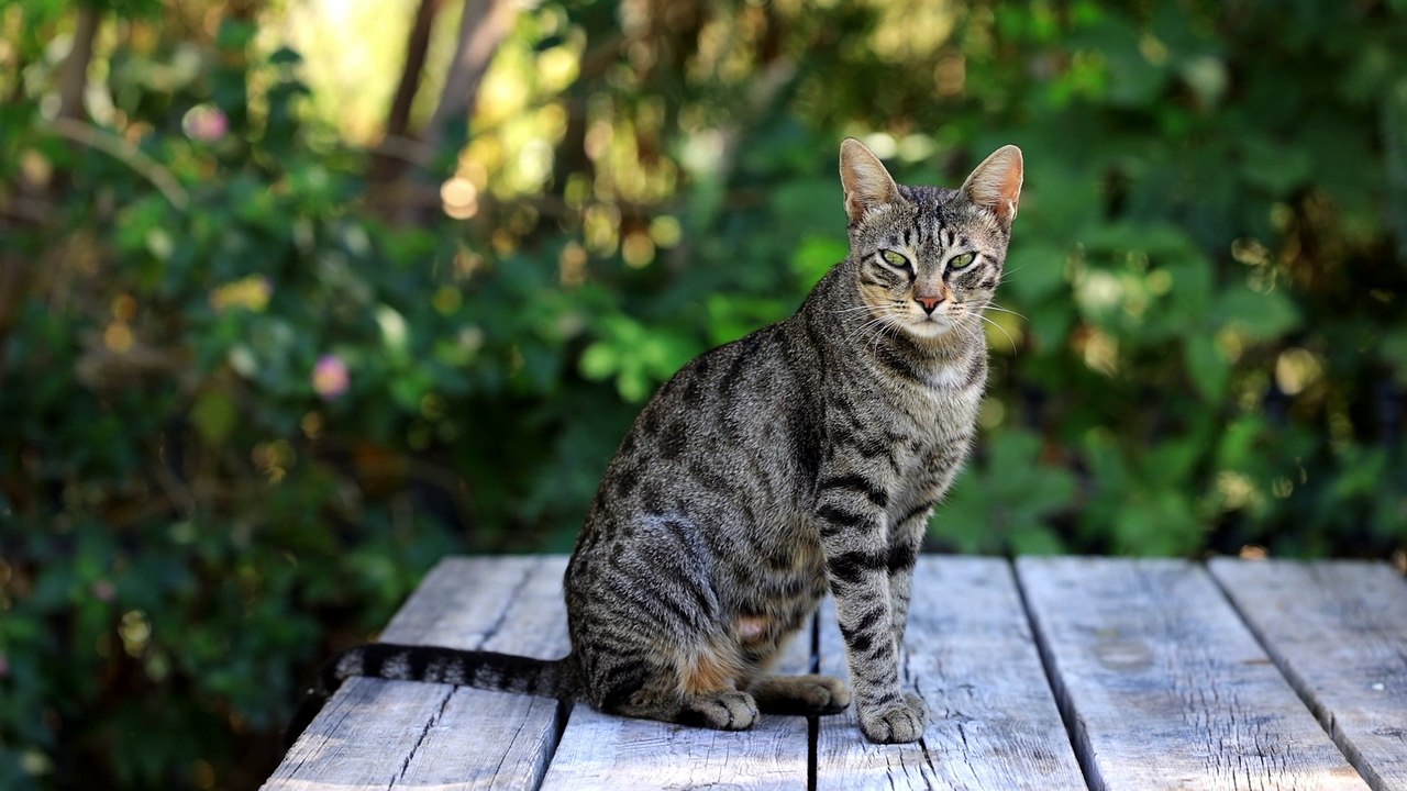 Look at this Cat