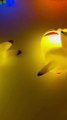 Pokemon Pikachu Night Light Glowing Kids Toys Pokemon Pikachu Bedside Lamp Funny Children Birthday Christmas Gift