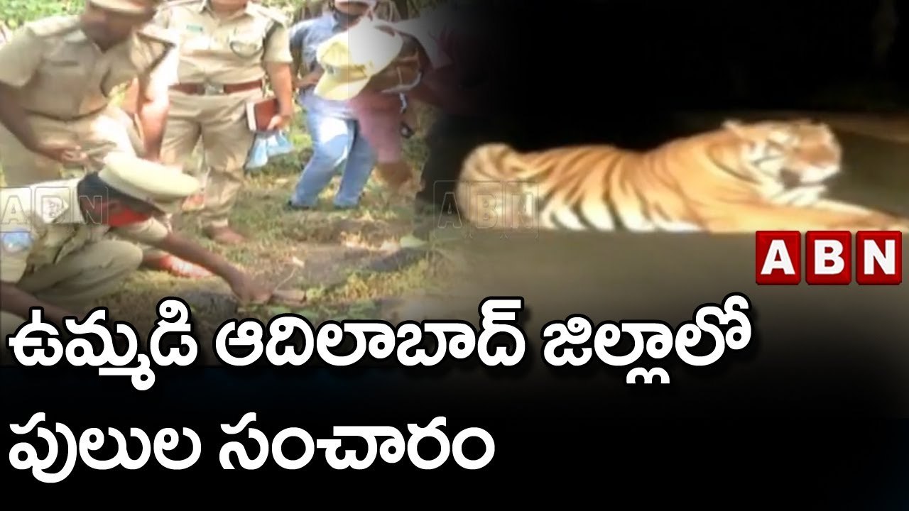 ఉమ్మడి ఆదిలాబాద్ జిల్లాలో పులుల సంచారం || Tigers Wandering In Adilabad | ABN Telugu