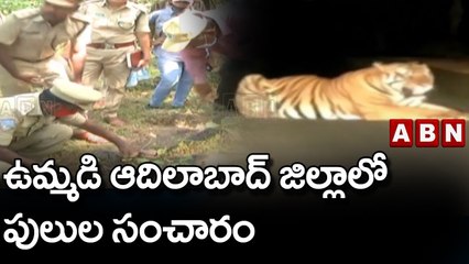 ఉమ్మడి ఆదిలాబాద్ జిల్లాలో పులుల సంచారం || Tigers Wandering In Adilabad | ABN Telugu