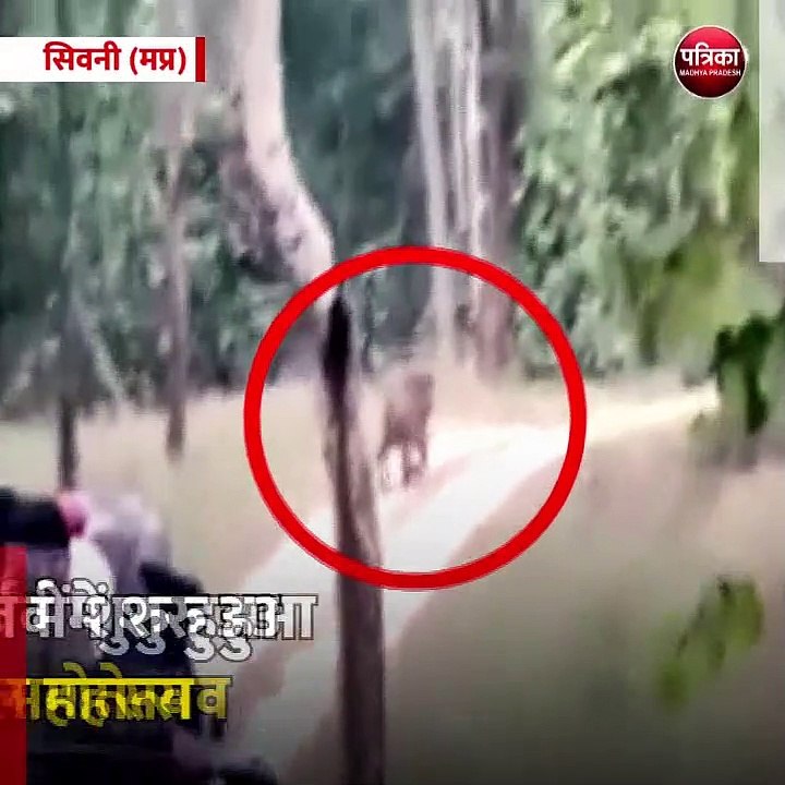 सिवनी (मप्र): पेंच टाइगर रिजर्व में शुरु हुआ मोगली बाल महोत्सव