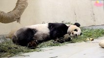 Taipei Zoo Panda Tuan Tuan's Condition Worsens - TaiwanPlus News